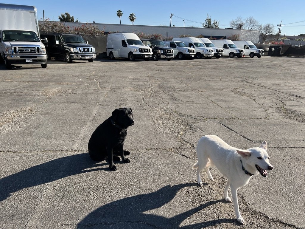 Fleet vans with shop dogs